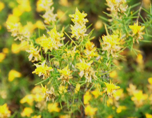 Genista hirsuta