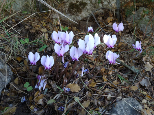 Cyclamen graecum