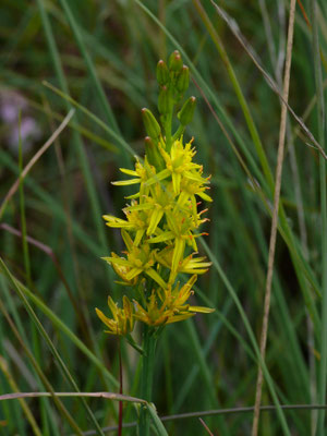 Narthecium ossifragum - Beenbreek