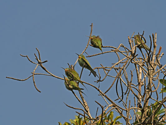 Merops persicus - Blue-cheeked Bee-eater