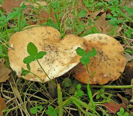 Russula risigallina - Abrikozenrussula