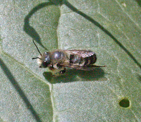 Megachile willughbiella - Grote bladsnijder