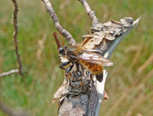 Laphria flava - Gele hommelroofvlieg