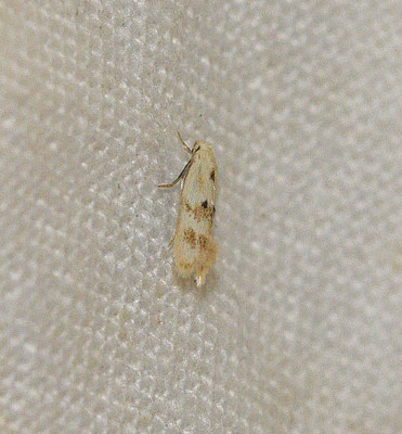 Elachista maculicerusella - Grijsgevlekte grasmineermot