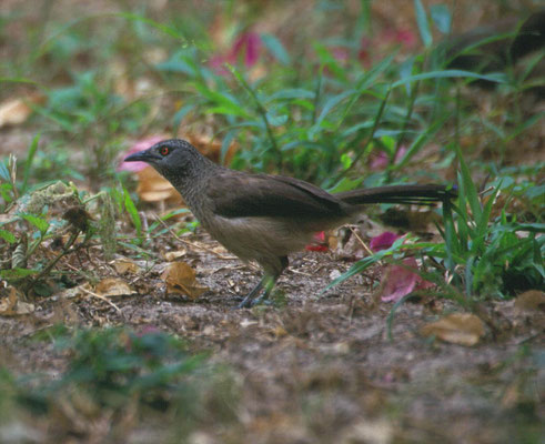 Turdoides plebejus - Brown Babbler