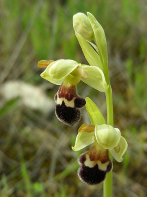 Ophrys fusca - Bruine ophrys