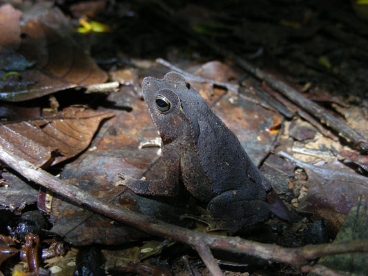 Rhinella lescurei - Guiana Shield Leaf Toad