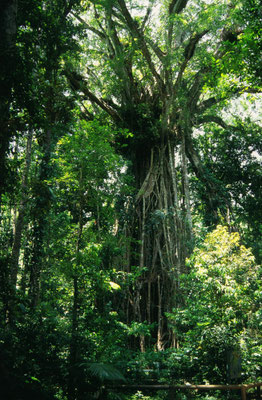 Cathedral Figtree