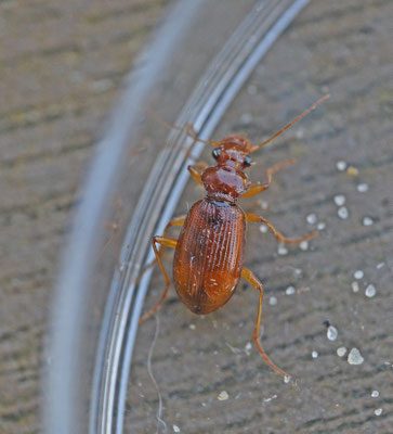 Leistus ferrugineus - Roestbaardloper