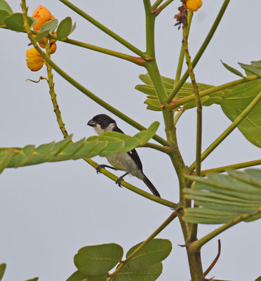 Wing-barred Seedeater, male