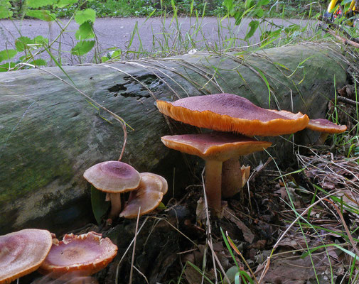 Tricholomopsis rutilans - Koningsmantel