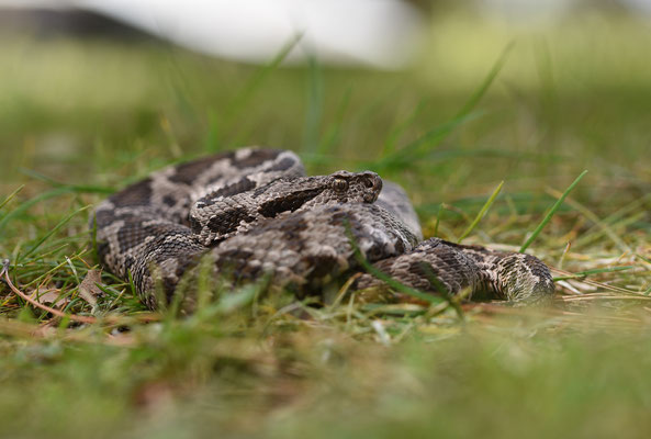 Ottomaanse Adder