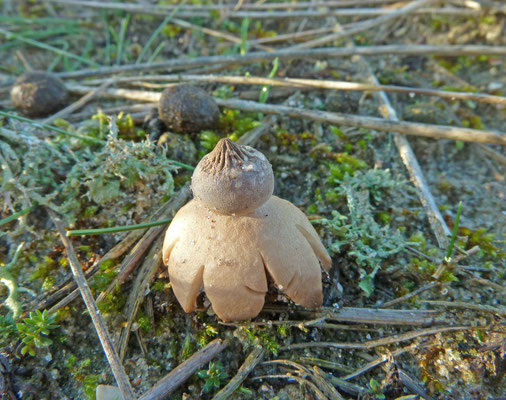 Geastrum schmidelii-Heideaardster