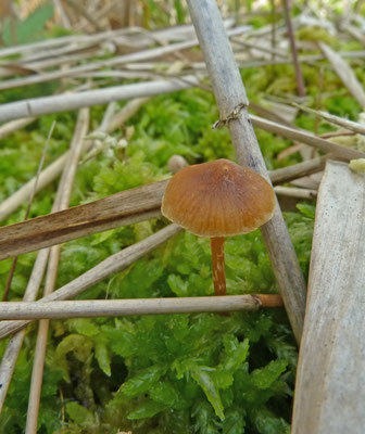 Galerina paludosa - Vlokkig veenmosklokje
