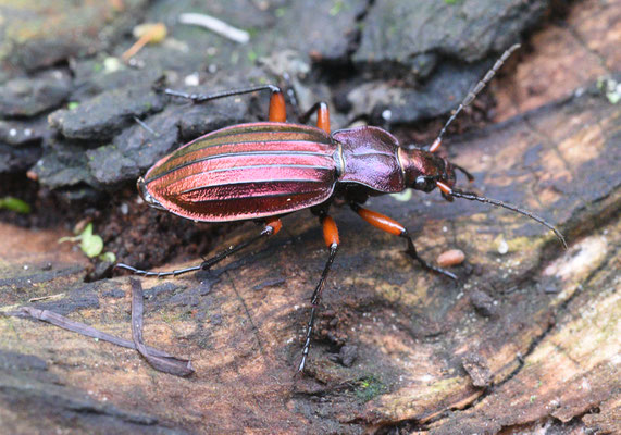 Carabus auronitens festivus - Goudglanzende schallebijter