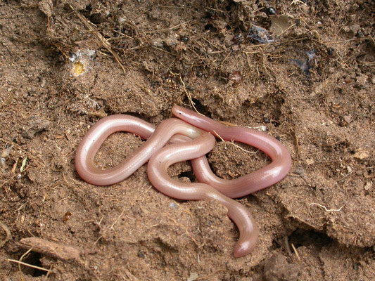 slanke wormslang (Typhlops vermicularis)