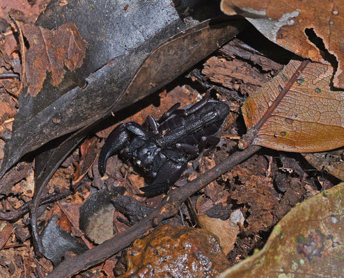 Brotheas granulatus