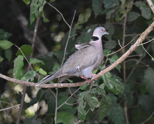 Streptopelia decipiens - African Mourning Dove