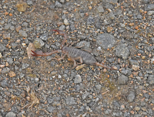 Euscorpius povoni