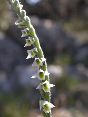 Spiranthes spiralis - Herfstschroeforchis