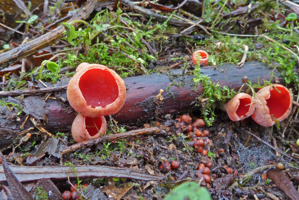 Sarcoscypha coccinea - Rode kelkzwam