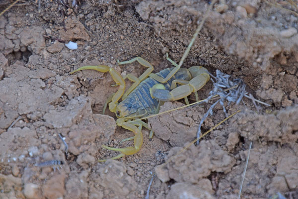 Leiurus quinquestriatus