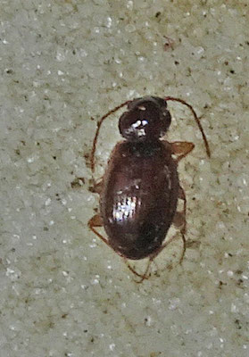 Trechus quadristriatus