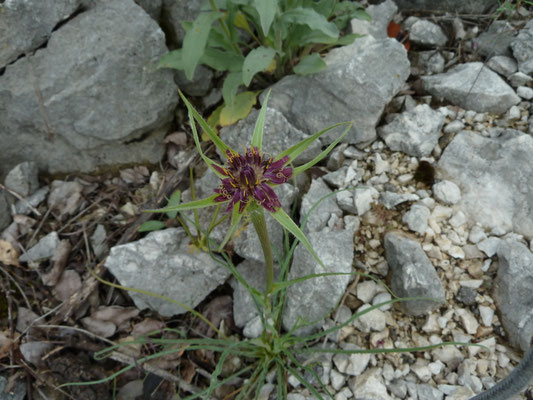 Tragopodon sinuatus