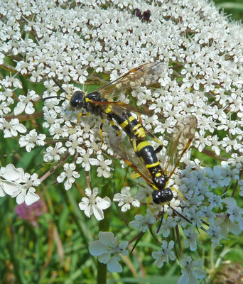 Tenthredo amoena