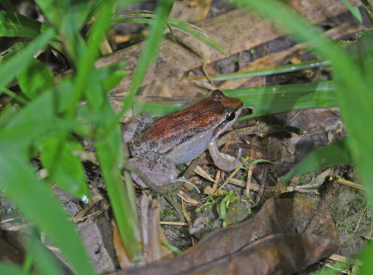 Leptodactylus validus