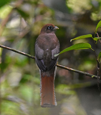 Black-throated Trogon, female
