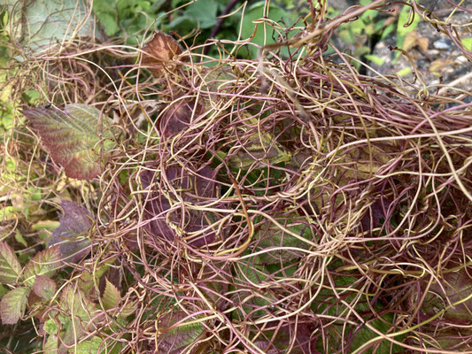 Cuscuta lupuliformis - Hopwarkruid