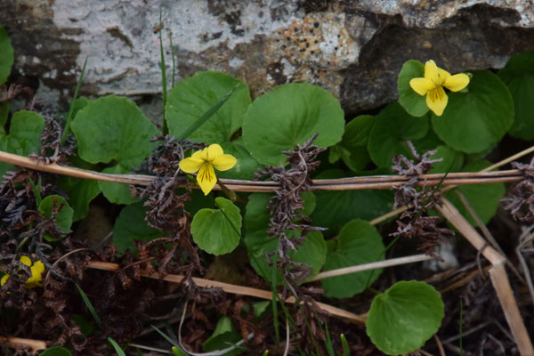 Viola biflora - Geel bosviooltje