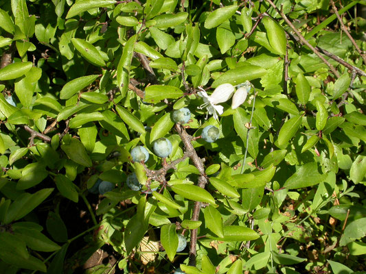 Prunus spinosa - Sleedoorn