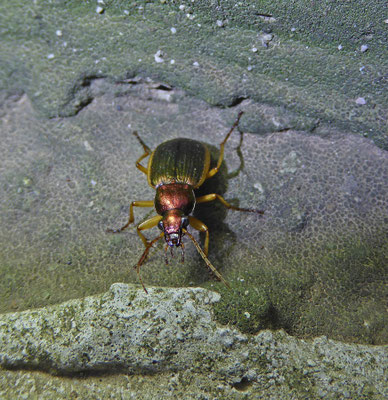 Chlaenius velutinus