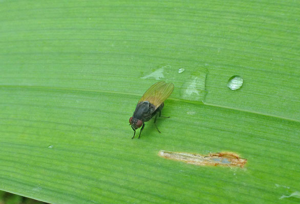 Minettia longipennis