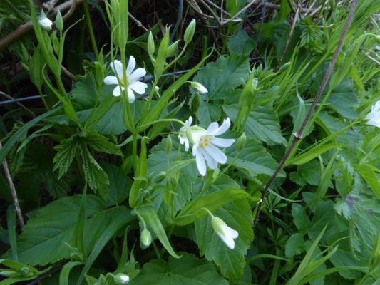 Stellaria holostea - Grootbloemig muur