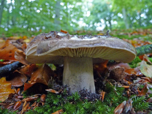 Russula nigricans - Grofplaatrussula