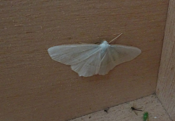 Campaea margaritaria - Appeltak