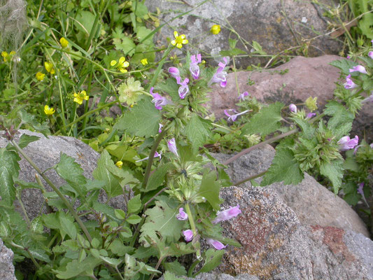 Lamium garganicum