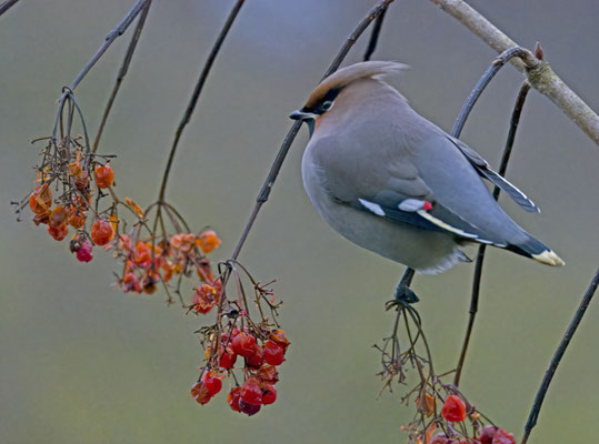 Pestvogel