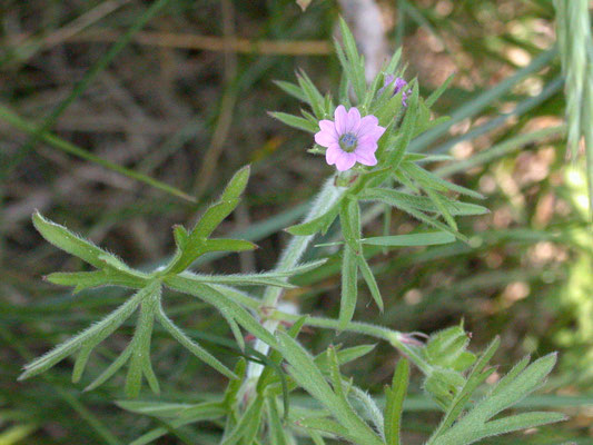 Geranium dissectum - Slibbladige ooievaarsbek