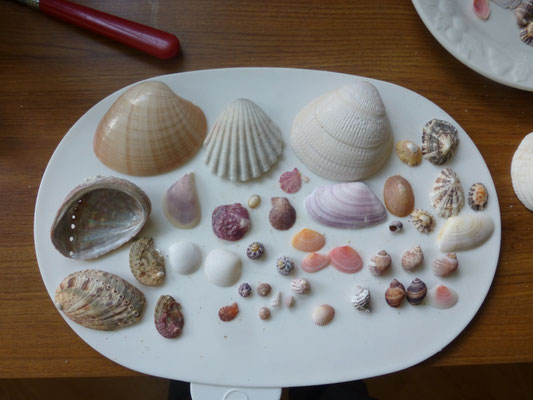 schelpenvondst