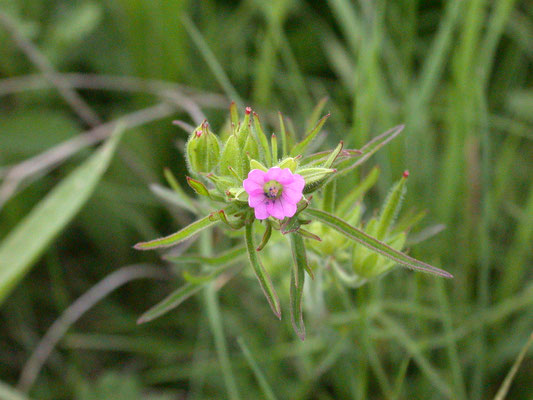 Geranium dissectum - Slibbladige ooievaarsbek