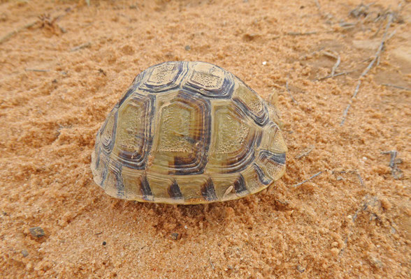 Testudo kleinmanni - Egyptische landschildpad