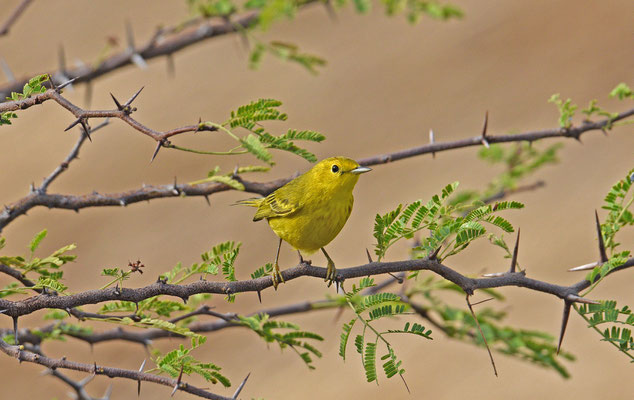 Yellow Warbler