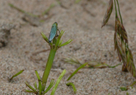 Cicadella viridis - Groene rietcicade