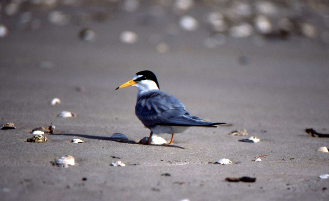 Least Tern