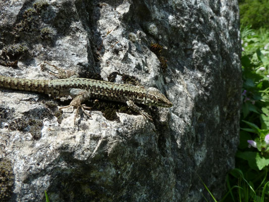 Podarcis muralis