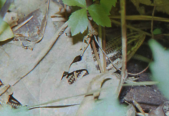 Broad-headed Skink